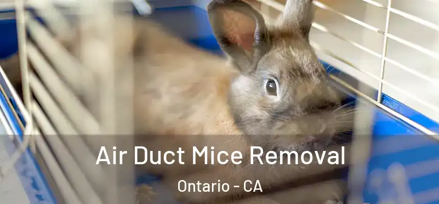  Air Duct Mice Removal Ontario - CA